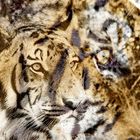 Tiger thula-art