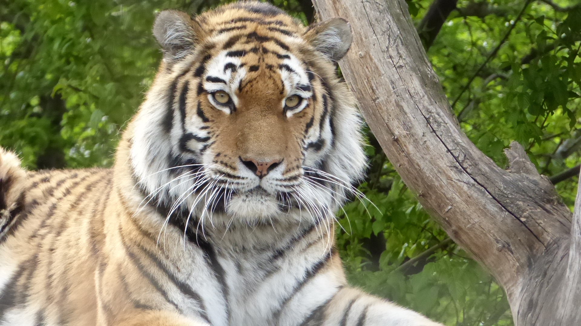 Tiger - Tiergarten Schönbrunn