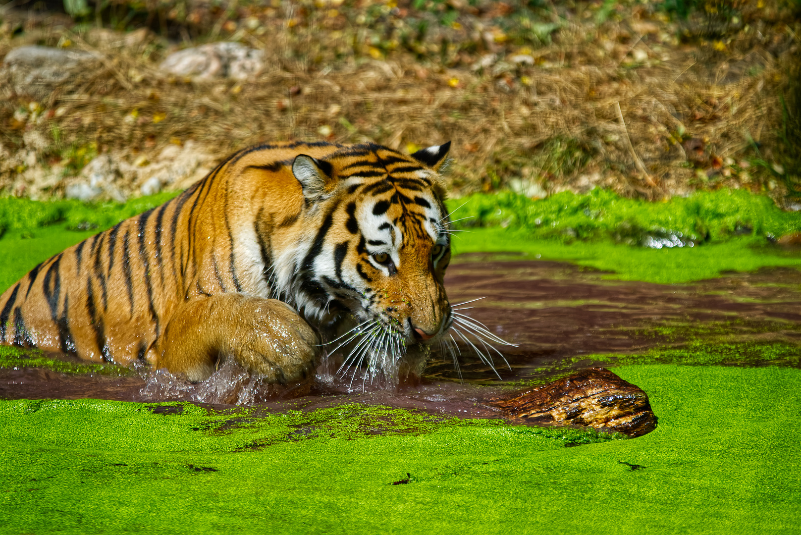 Tiger Tiergarten Schönbrunn 2022