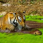 Tiger Tiergarten Schönbrunn 2022