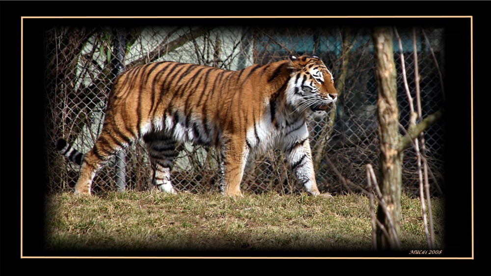 Tiger Tierpark MUC