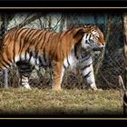 Tiger Tierpark MUC