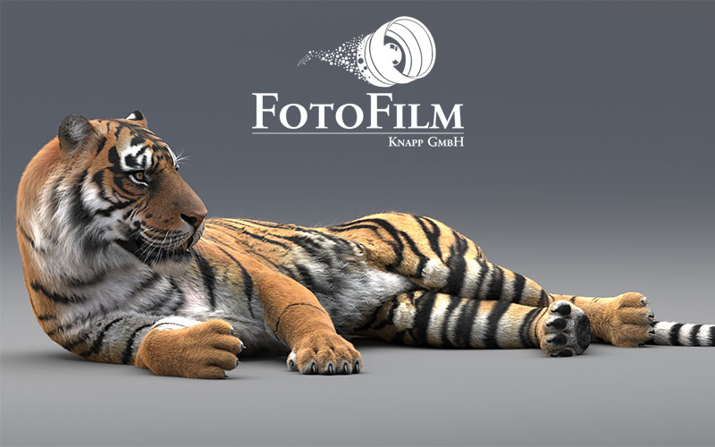 Tiger Titelbild Foto & Bild | natur, tiere, youth Bilder ...
