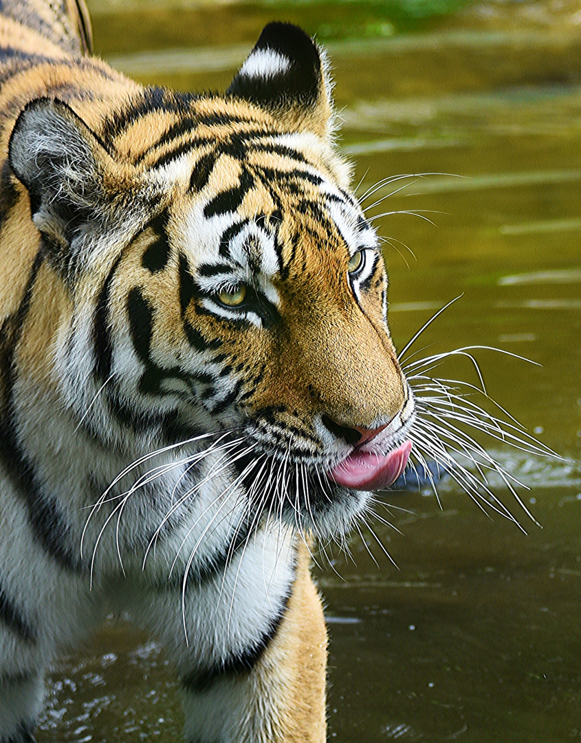 tiger tongue