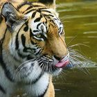 tiger tongue