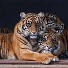 Tiger-Trio