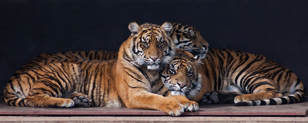 Tiger-Trio