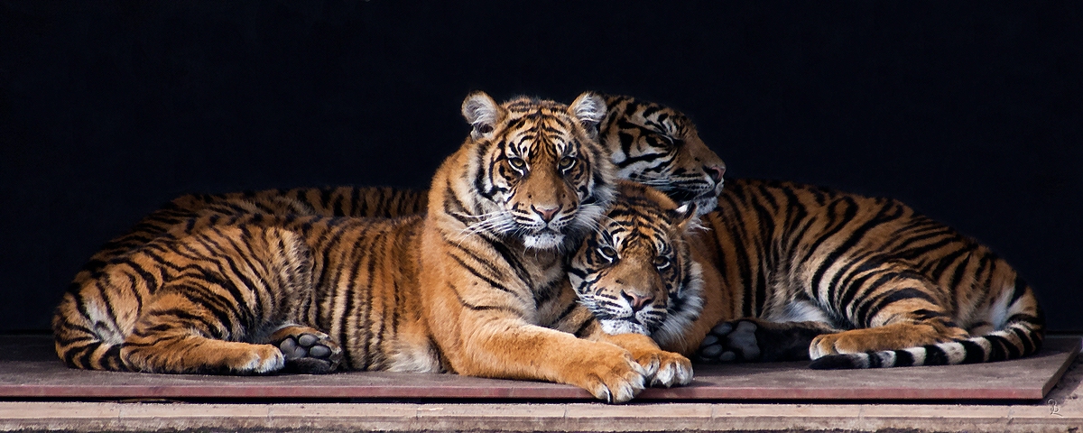 Tiger-Trio in EBB 2012