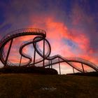 Tiger & Turtle 