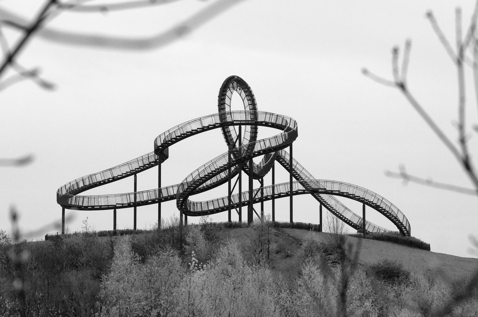 Tiger & Turtle