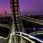 Tiger & Turtle