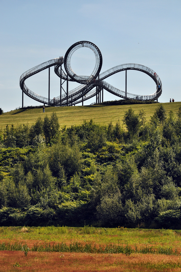 Tiger & Turtle 5