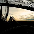 Tiger & Turtle