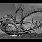 Tiger & Turtle