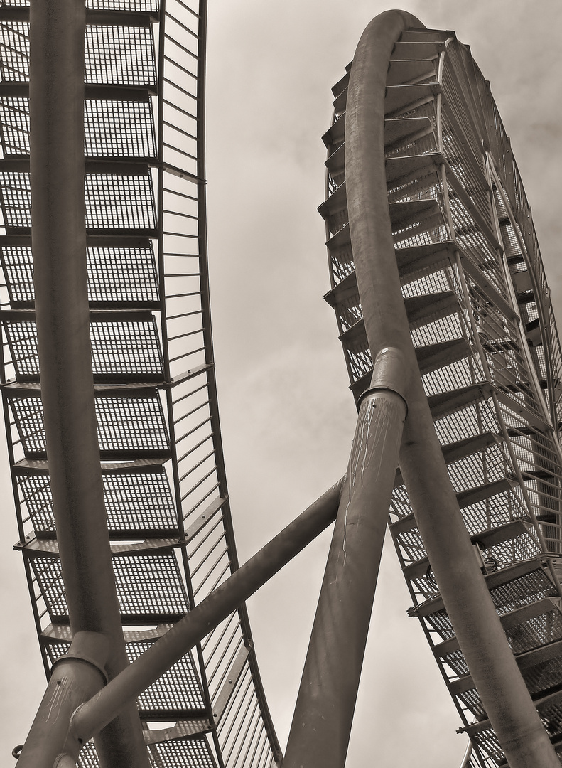 Tiger & Turtle