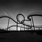 Tiger & Turtle