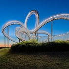 Tiger & Turtle