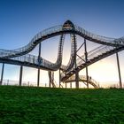 Tiger & Turtle