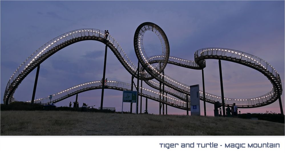 TIGER + TURTLE