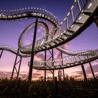 Tiger &Turtle