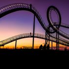 Tiger & Turtle