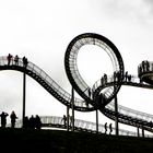 Tiger & Turtle