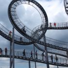 Tiger & Turtle