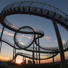 Tiger & Turtle