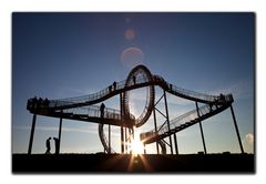 Tiger & Turtle in the sunshine