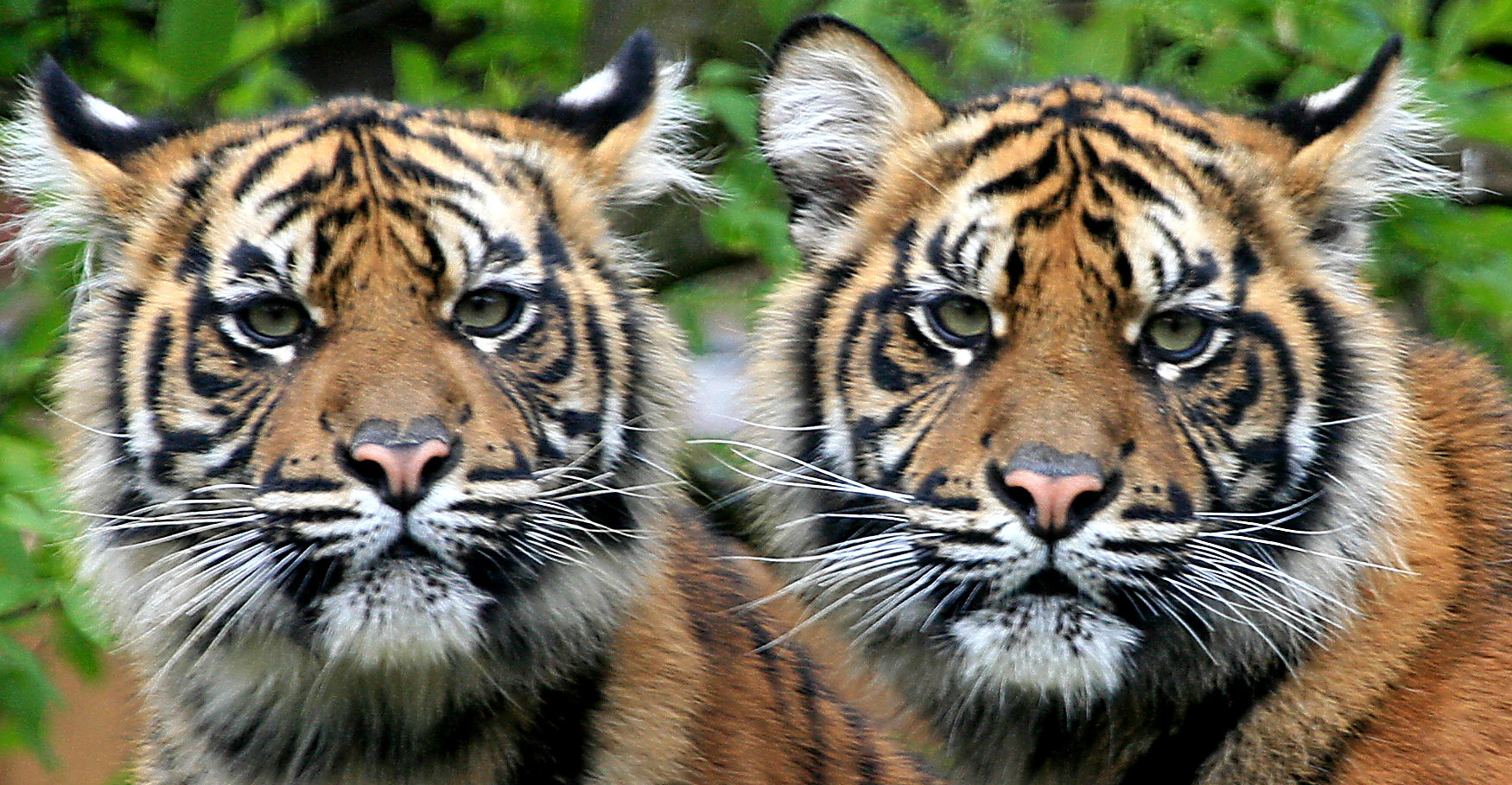 Tiger Twins