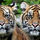 Tiger Twins