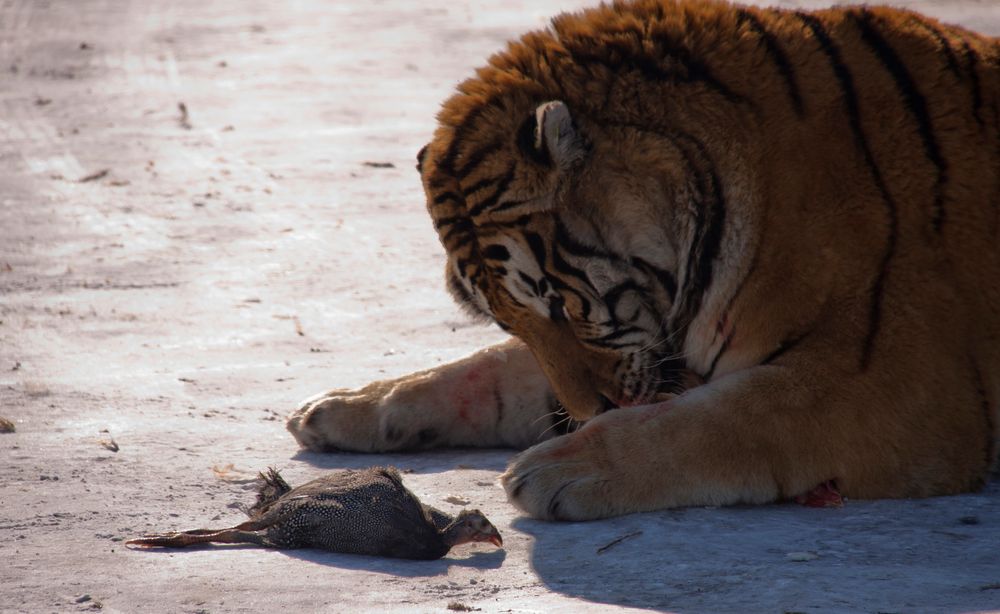 Tiger und Huhn by Beetz Roland 