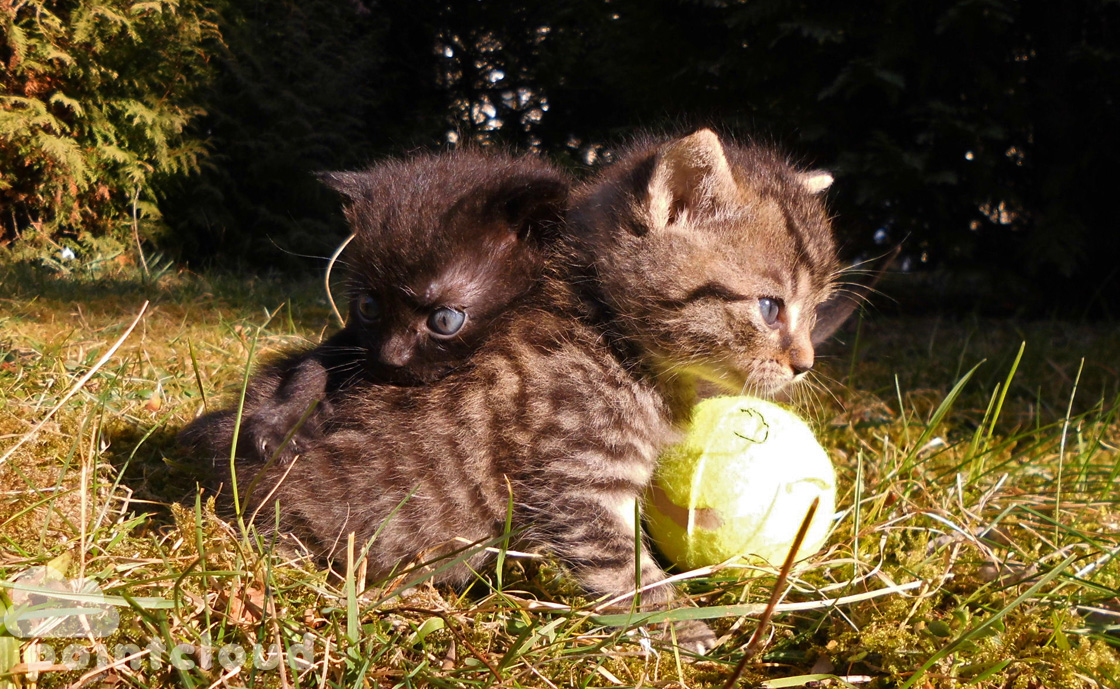 Tiger und Schwester