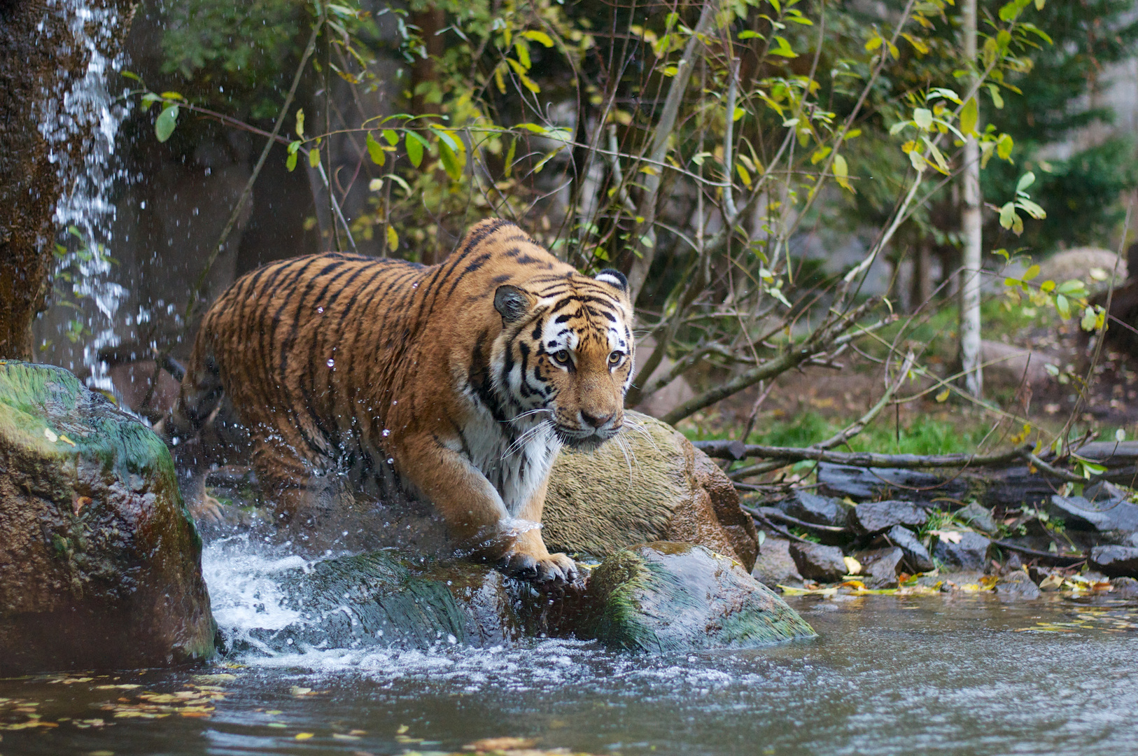 Tiger und Wasser