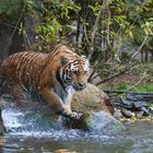 Tiger und Wasser