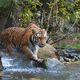 Tiger und Wasser