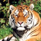 Tiger -update-
