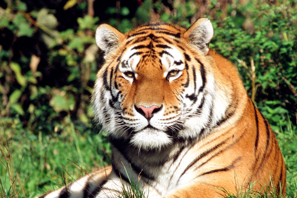 Tiger -update-