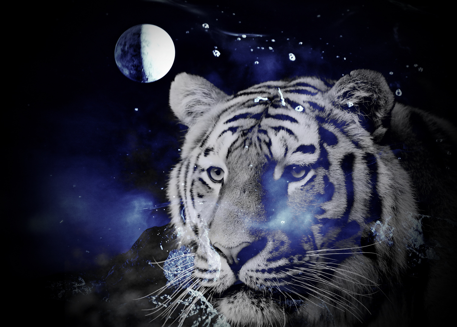 Tiger vom Universum blau