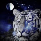 Tiger vom Universum blau