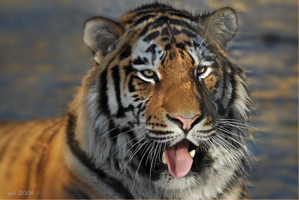 Tiger von Schönbrunn..