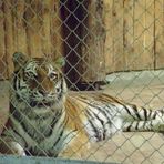 Tiger vor dem Mittagessen