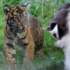 Tiger vs Hund