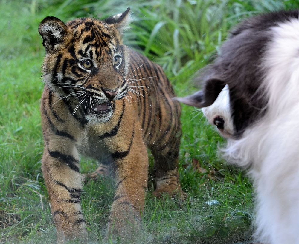 Tiger vs Hund