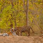 Tiger Weibchen mit Jungtieren