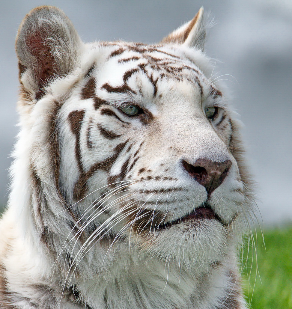 Tiger-weiß