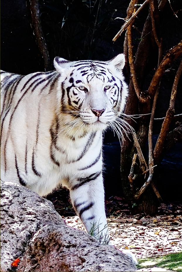 Tiger weiß