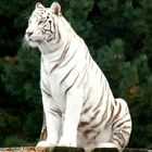 Tiger, weißer Tiger