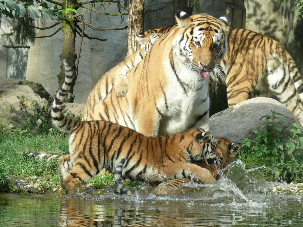 Tiger werden ist nicht schwer...