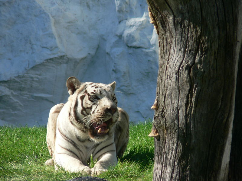 Tiger Whites
